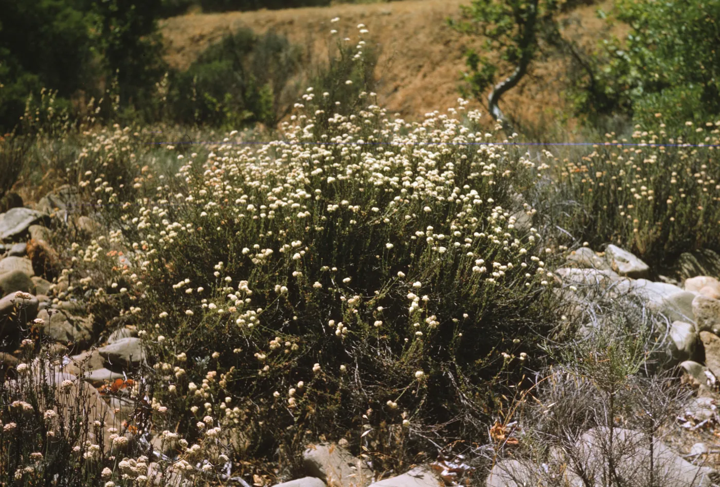 A bush consisting of many upward-facing stems covered in tiny, dark green leaves and ending in round clusters of tiny white flowers grows among many scattered, smooth stones. 