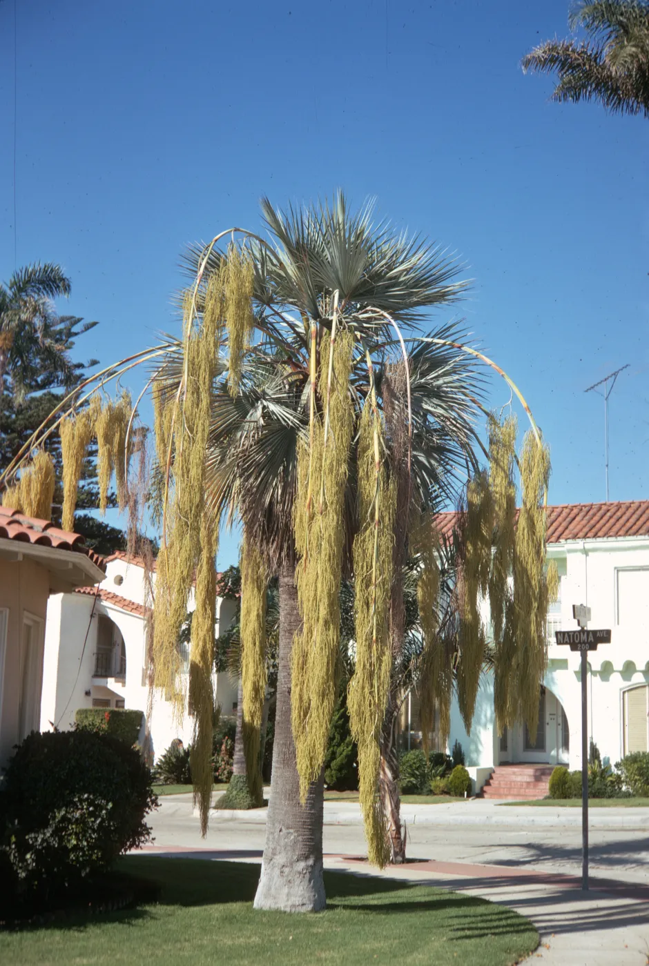 A tall fan palm tree with several limbs of huge, drooping, clusters of yellowish flowers grows in a neat yard next to a paved road and several stark white, red shingled buildings. A street sign reading "Natoma Ave. 200" stands next to the tree. 