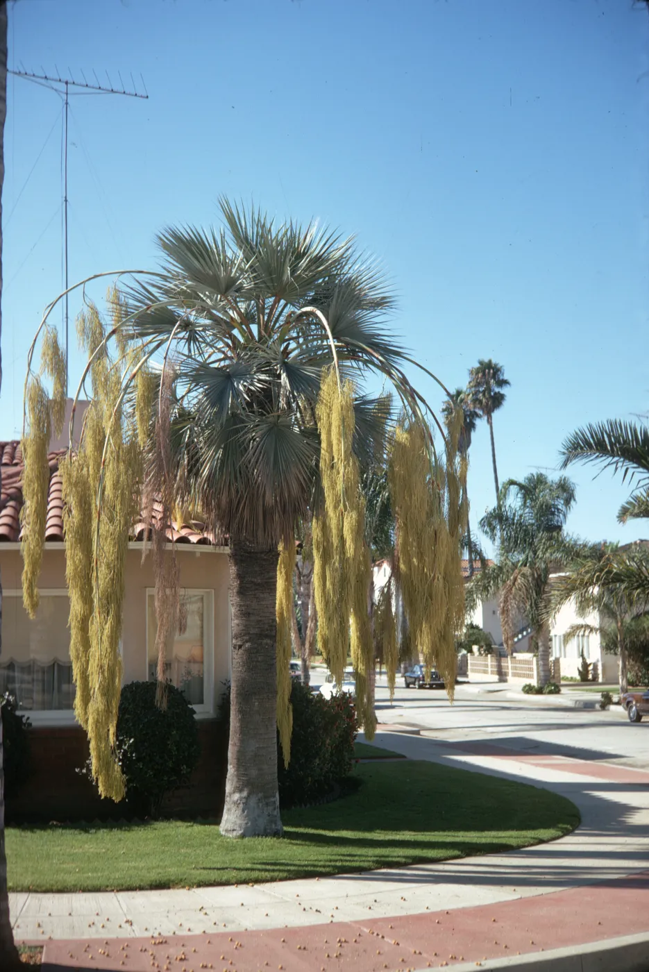 A tall fan palm with several limbs of huge, drooping, clusters of yellowish flowers grows in a small, neat yard next to a single-storied, red shingled building bordered by round bushes. A paved road with two old model cars parked on it runs past the building. 