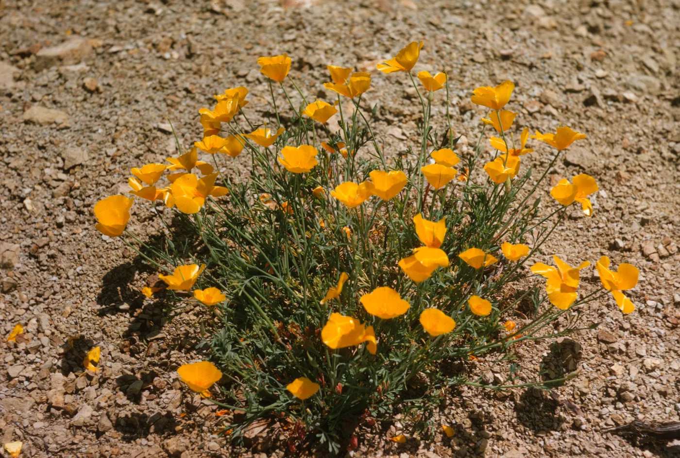 A cluster of small, bright yellow, cup-shaped flowers grow on delicate green stems in arid soil. 