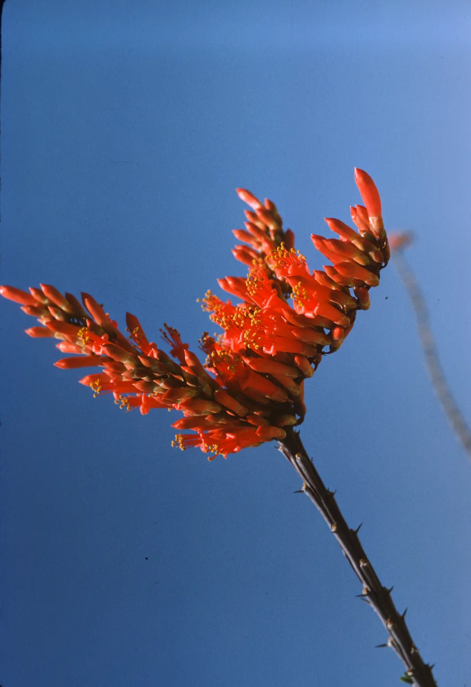 Cylindrical, red-orange, flowers with visible yellow stamen grow in clusters on three stems splitting off from a narrow, spiky stem against a bright blue sky. 