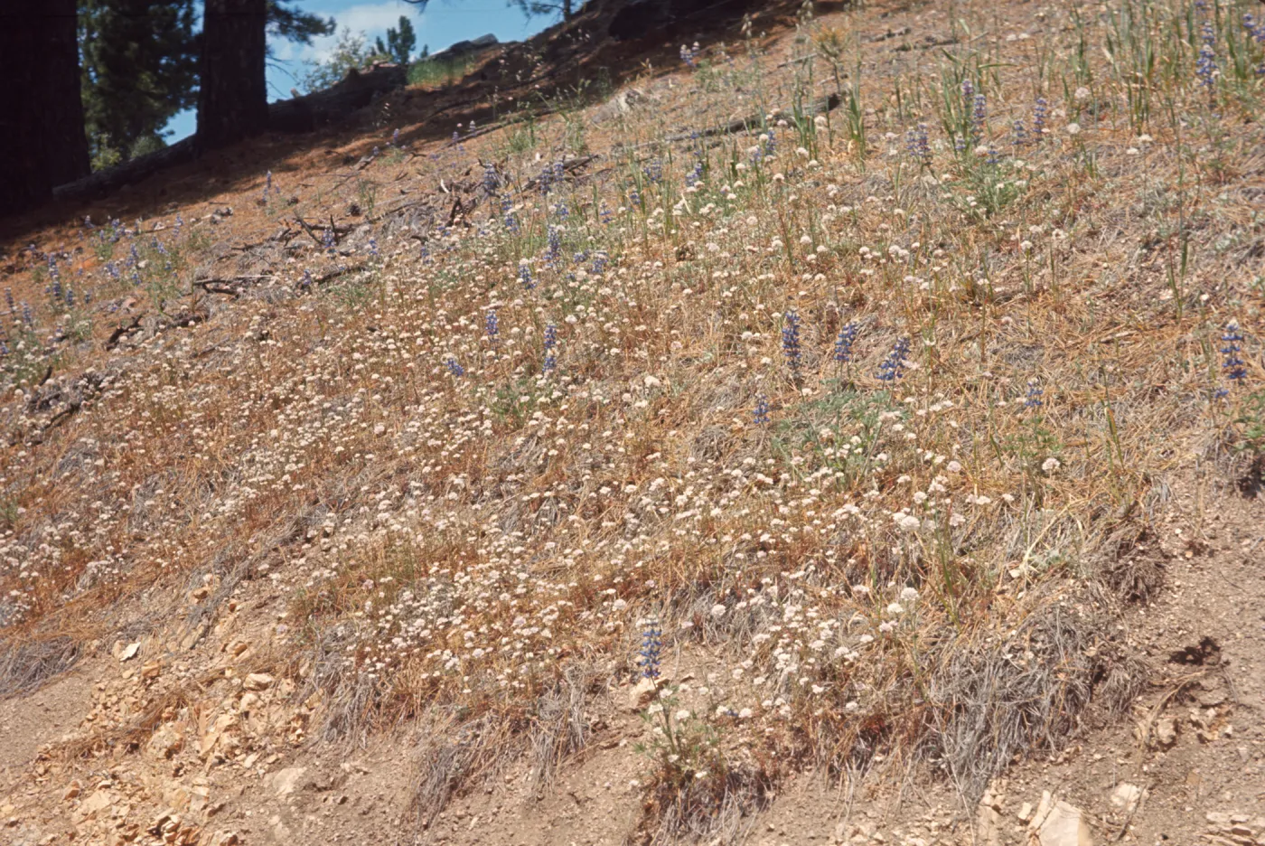 Several lavender-like, purple cluster flowers grow in a clearing of brown grasses and round, white flowers. 
