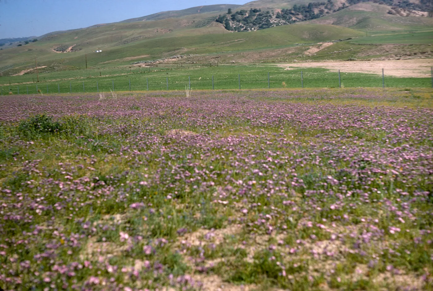 A field of short, purple flowers among green grasses. Beyond a wire fence, bright green grasses covers lumpy hills. 