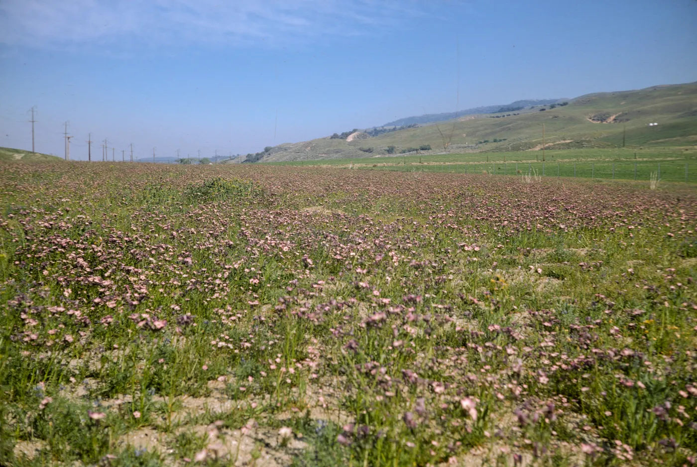 A field of green grasses intermixed with flowers with white centers fading to purple at the edges of the petals. Green grasses covers lumpy hills in the distance.