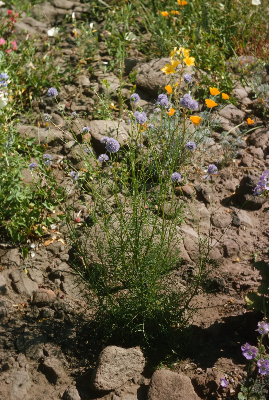 A plant with many tangled, delicate green stems topped with round, lavender-colored, puffball flowers grows in rocky ground near yellow buttercups.