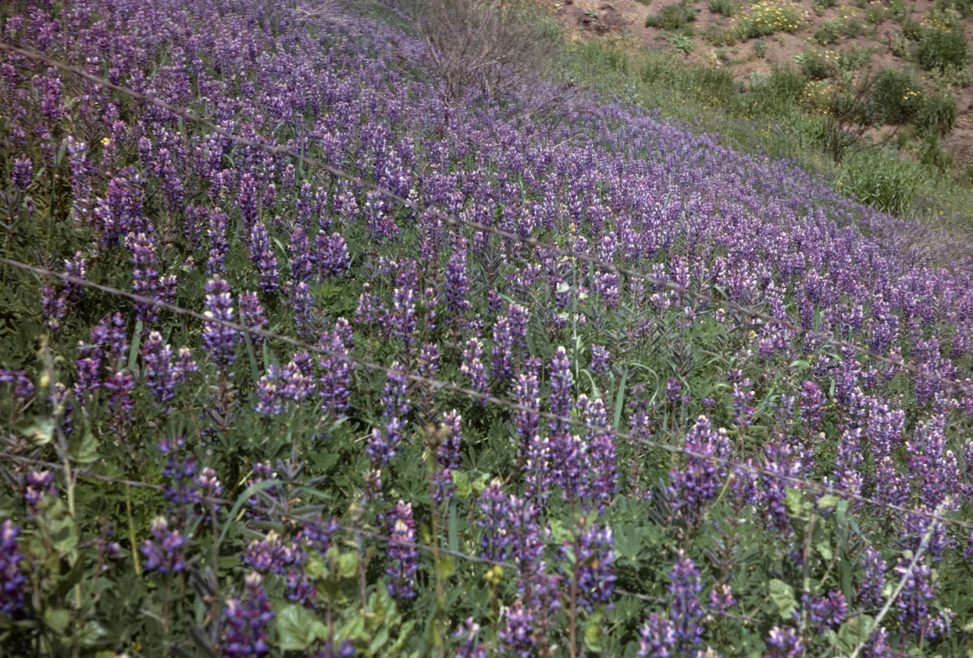 Sloping ground covered completely with cone-shaped clusters of purple flowers growing out of a thick mass of stems and narrow, green leaves.