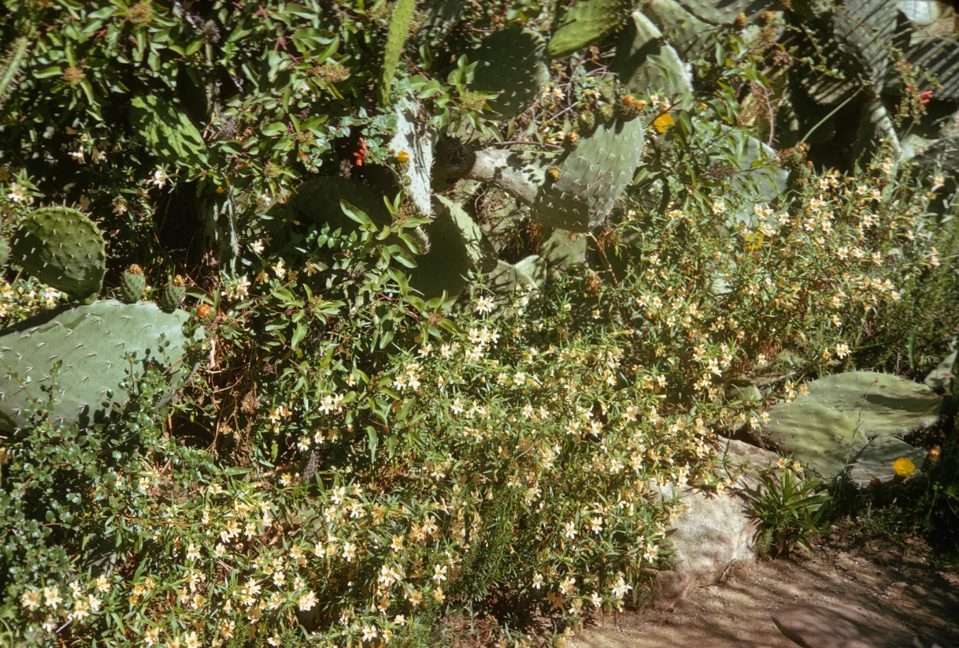 Bright sunlight shines upon a thicket of small, narrow-petaled white flowers among flat, round cacti