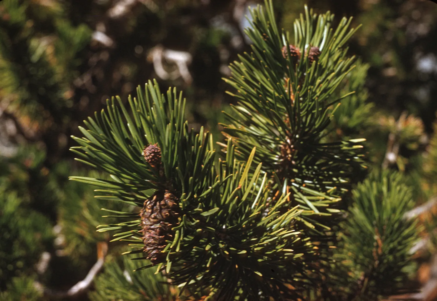 Short, narrow pine leaves grow conically around the ends of two branches. Small cones grow between the leaves. 