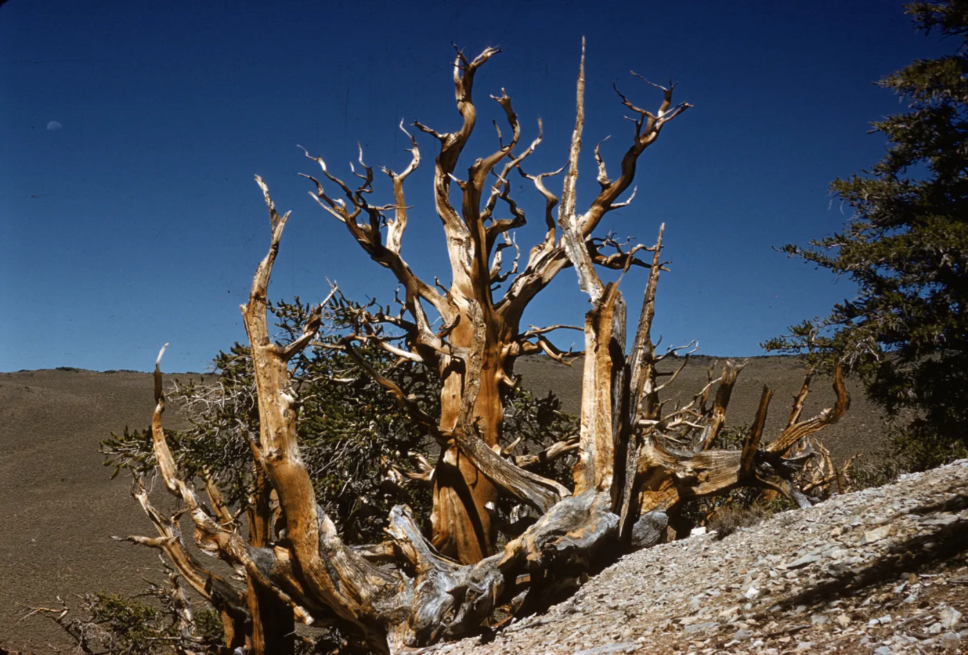 A gnarled, leafless tree grows on a barren slope. 