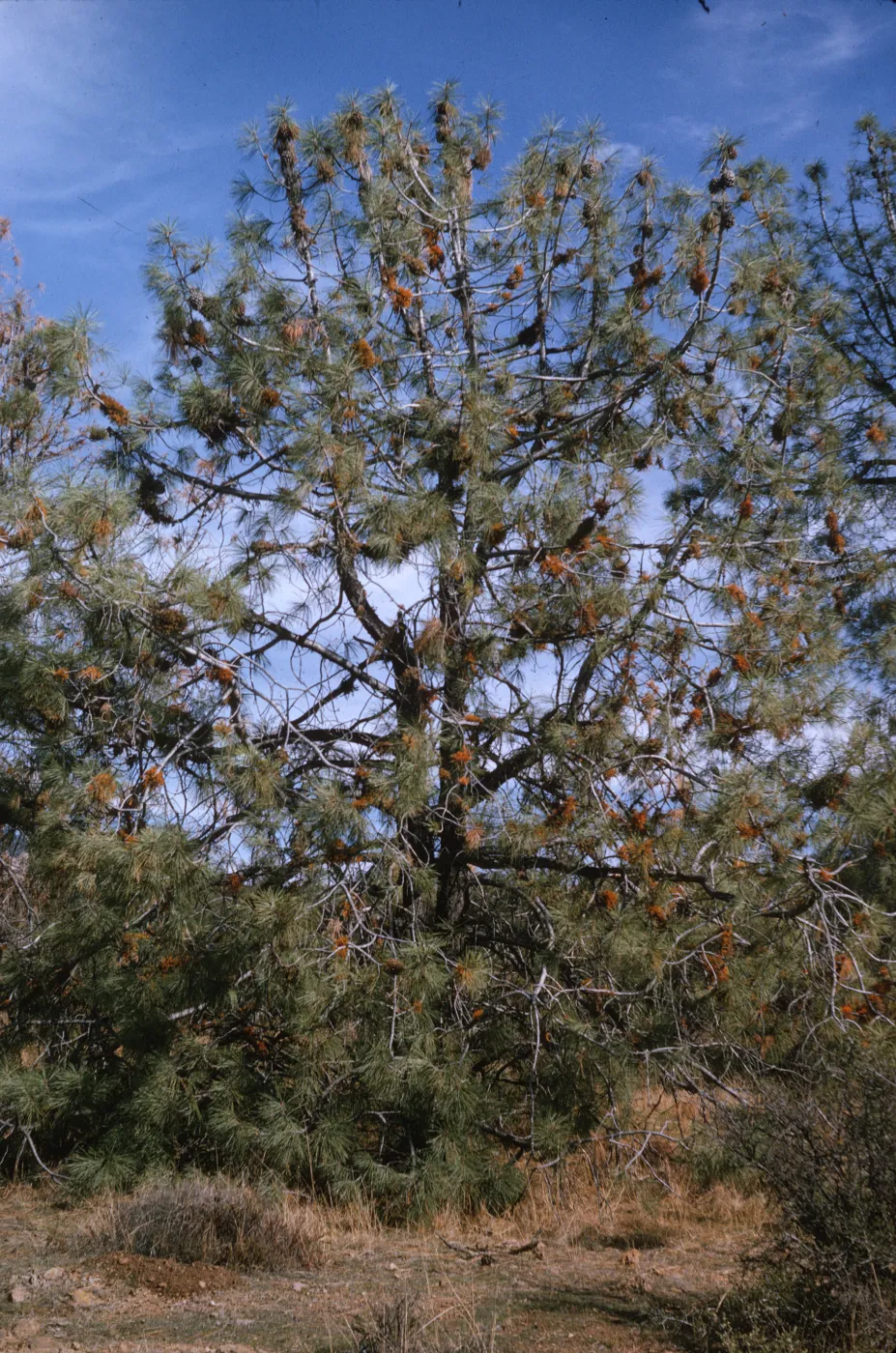 A wide-limbed pine tree covered sparsely with pine needles and pine cones, and orange mistletoe growths.