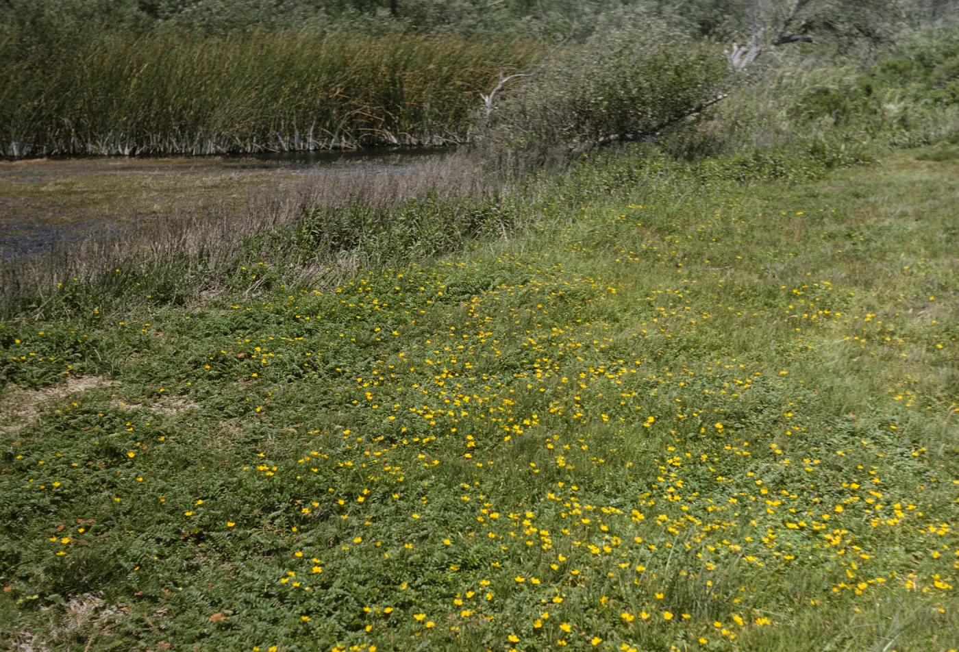 A grassy filled dotted with small, yellow wildflowers at the edge of a creek coated with vegetation. 