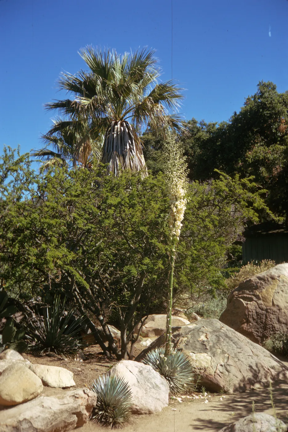 A tall stalk topped with a large, mid-bloom cluster of white flowers grows among large stones and bushes at the side of a dirt pate. 
