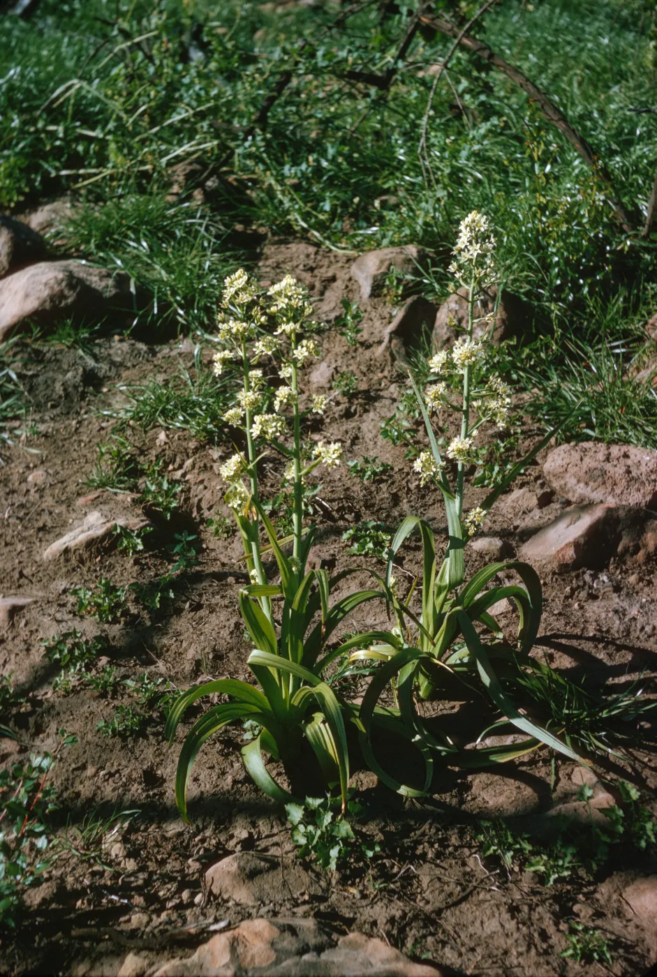 Two plants with long, green leaves and small clusters of white flowers with pointed petals on vertical stalks grow in dark soil near a tangle of bushes. 