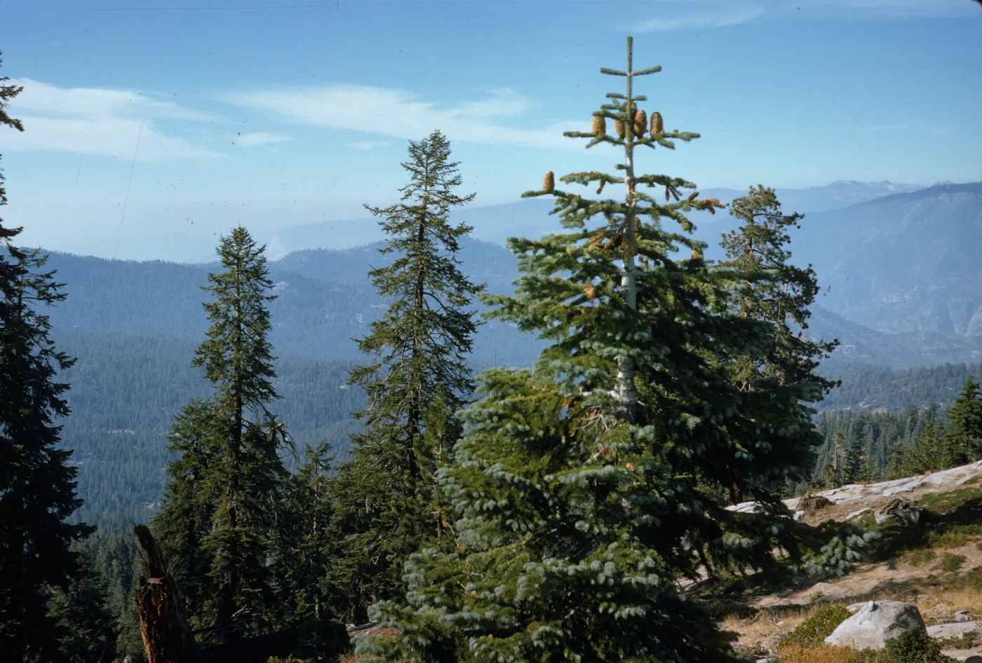 Several tall pine trees stand over rocky, sloping ground. Several large, brown cones grow prominently in the uppermost branches on one tree. 