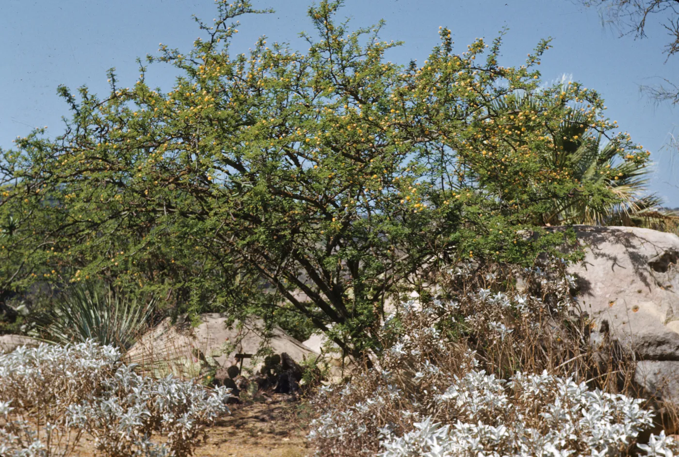 A large, green bush dotted withe yellow puffball flowers grows over a large boulder and several smaller, white-leaved plants. 