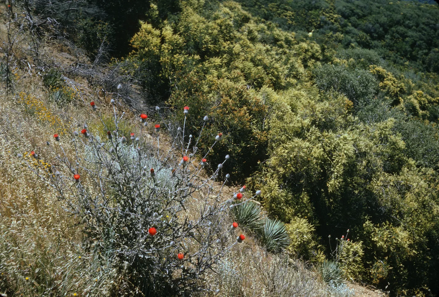 Red-orange, thistle-like flowers grow at the ends of stalks on a prickly, white-green bush on a slope overlooking thick greenery. 