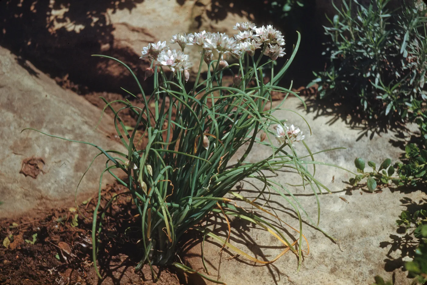Pinkish-white flowers grow among a mass of cylindrical leaves between large stones.