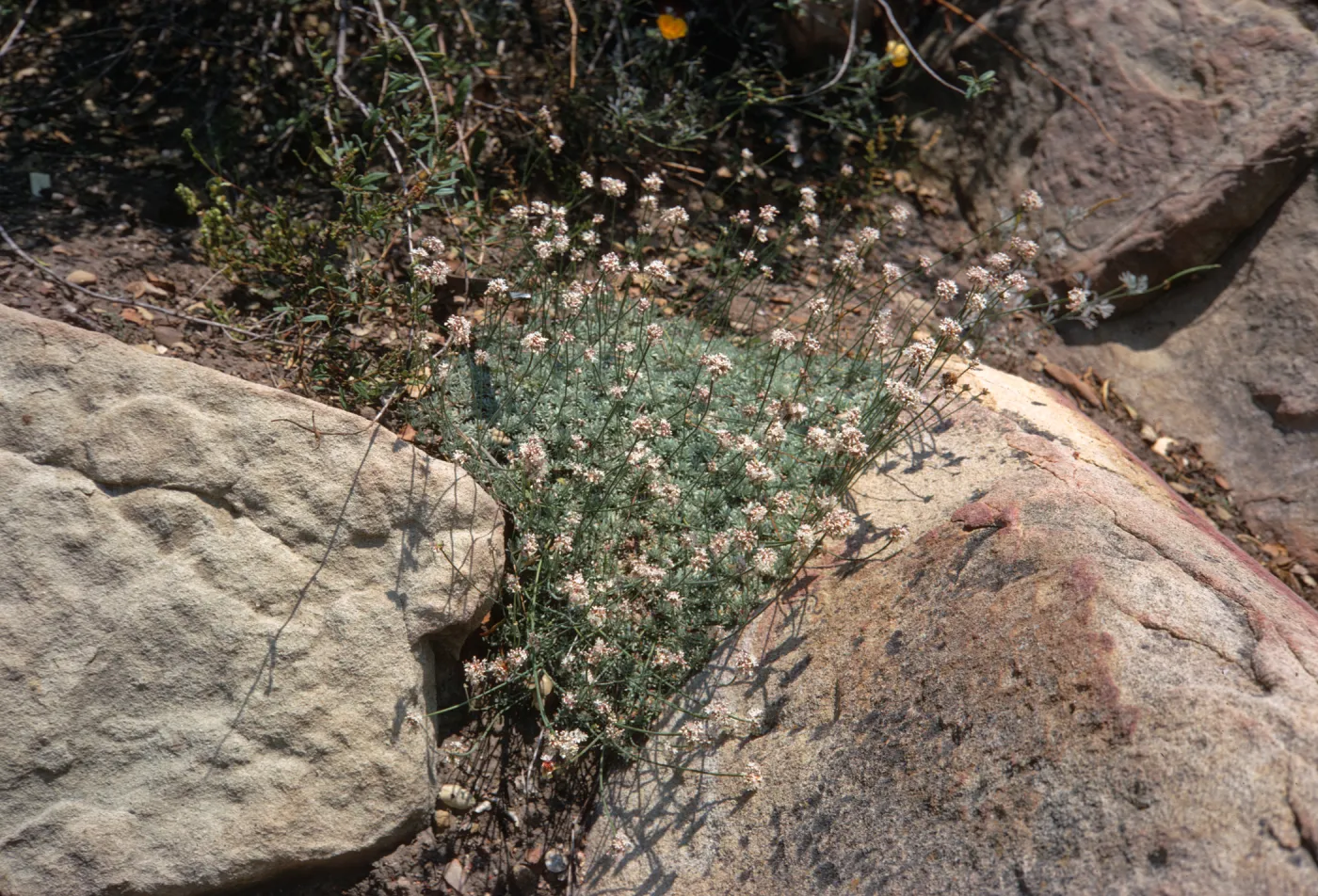 Tiny clusters of pinkish-white flowers grow on stalks above a mass of tine, dark leaves between two stones. 