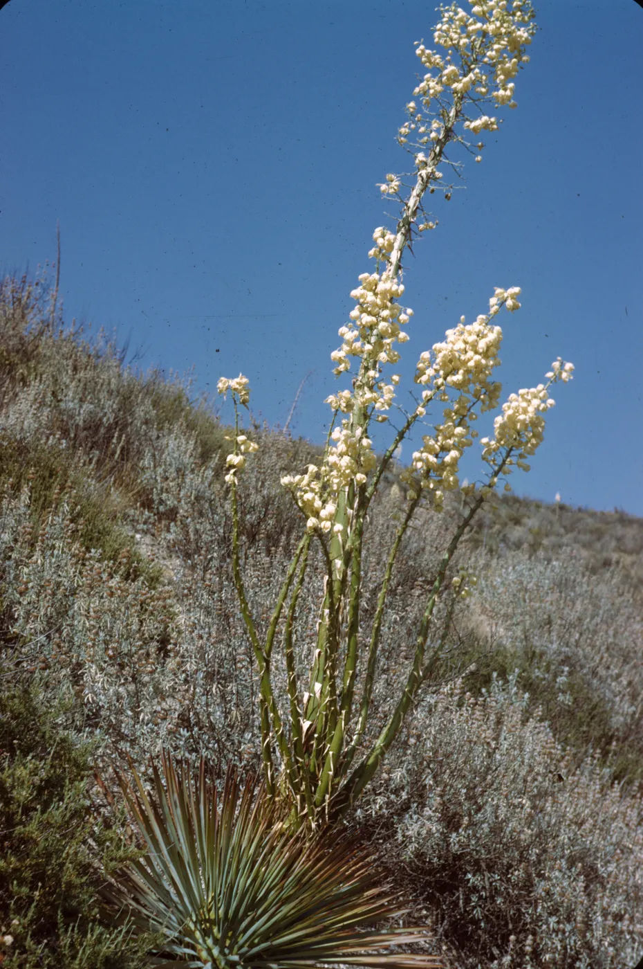 Several vertical, green stalks dotted with long, limp, pointy protrusions and topped with clusters of off-white, round flowers grow in a field of white-green grasses.