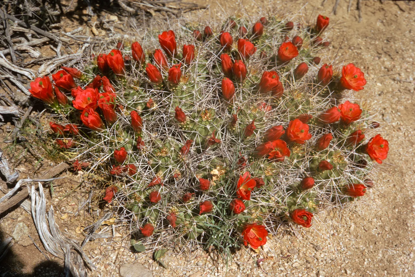 Several round, multi-petaled, red flowers in various stages of bloom grow amid long spines from a wide, multi-lobed cactus.