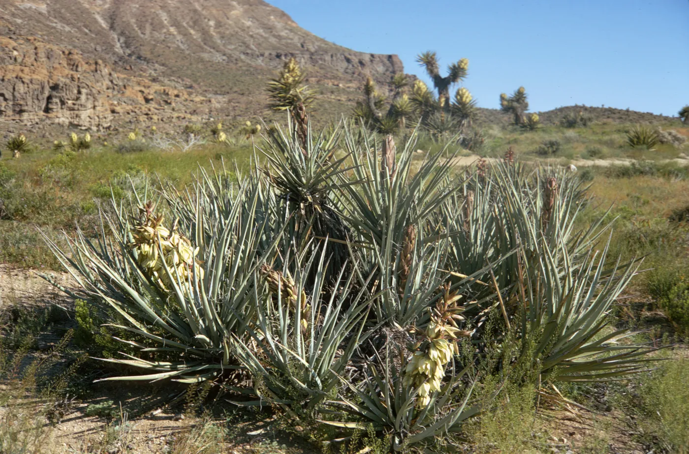 Multiple rosettes of long, stiff, pointed, aloe-like leaves grow near the base of two arid mountains.