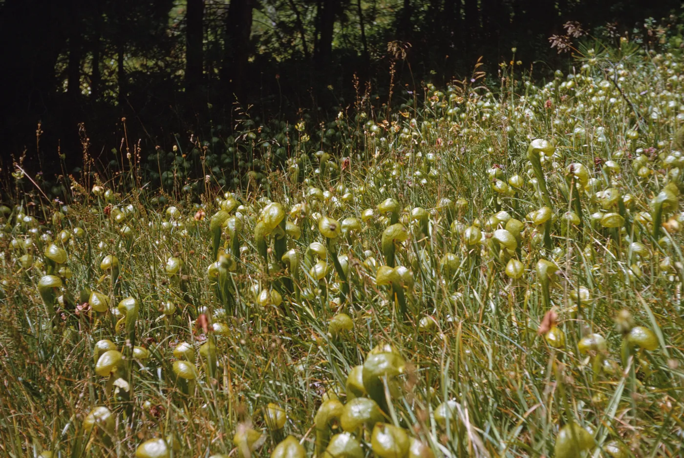 A grassy field at the edge of a shady forest covered in glossy, green, pitcher shaped plants. 