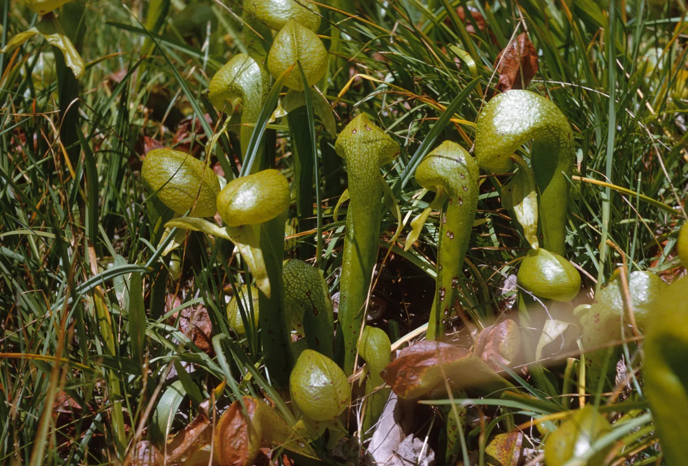 A group of glossy, green, pitcher-shaped plants grow among green grasses.