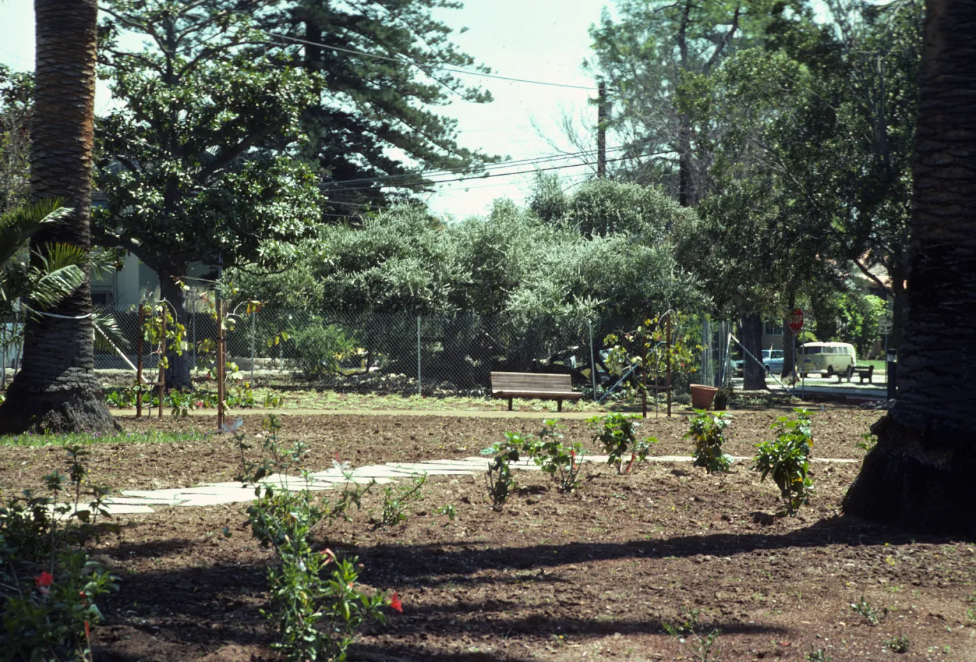 A path of large stones passes between two huge palm trees, through a field of soil dotted with small plants.