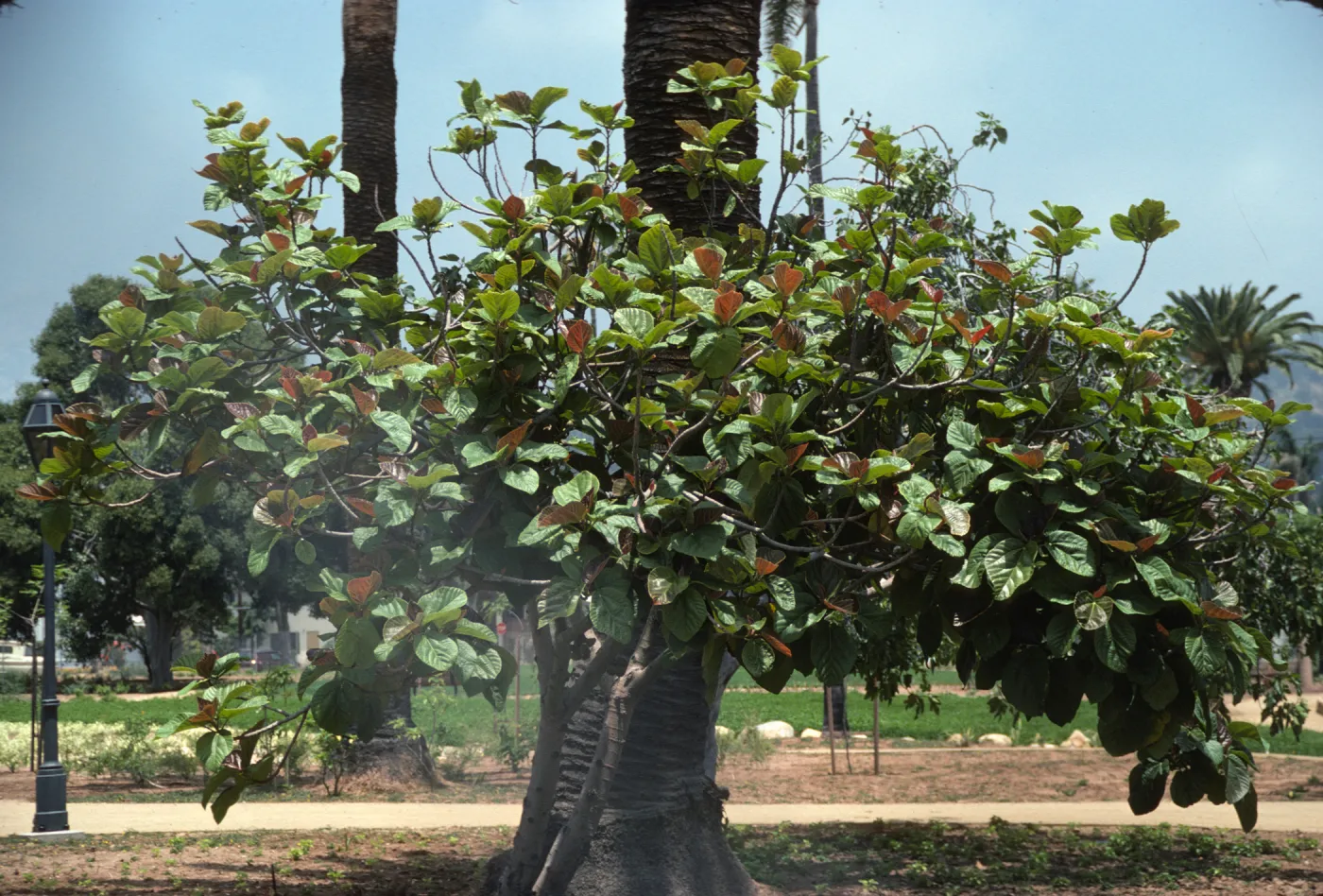 A small tree with two, narrow trunks and a wide, thick mass of green and, occasionally, red leaves grows beside the trunk of a tall palm tree. 