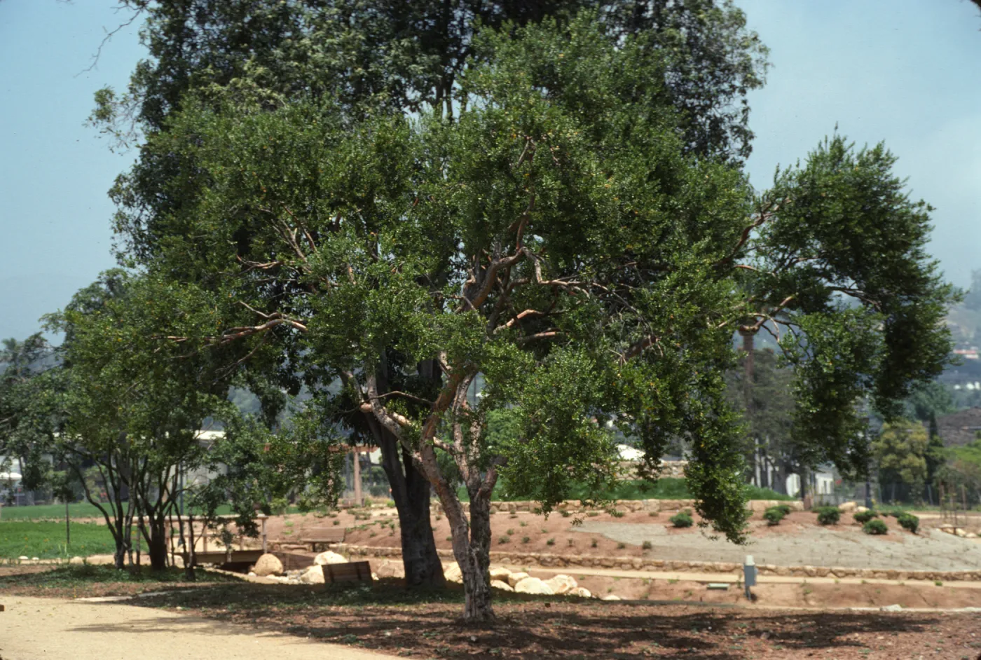 Several, split-trucked trees stand alongside a path. Tiered plant beds are visible in the distance.  
