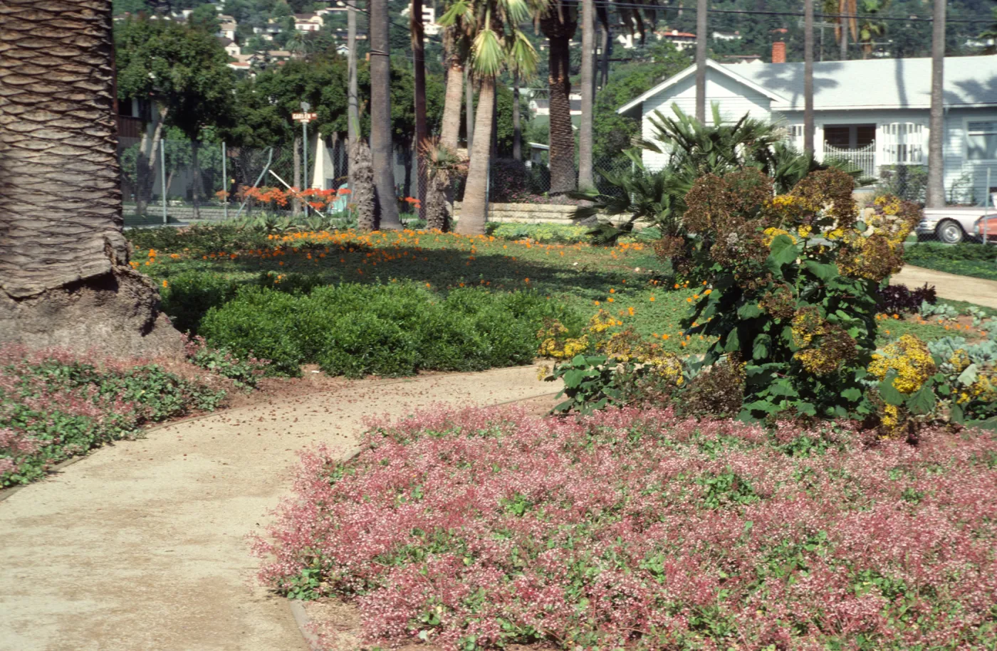 A path curves between two fields of grass, pink and orange flowers, yellow-flowered bushes, and huge palm trees. The white house is visible at the end of the path. 