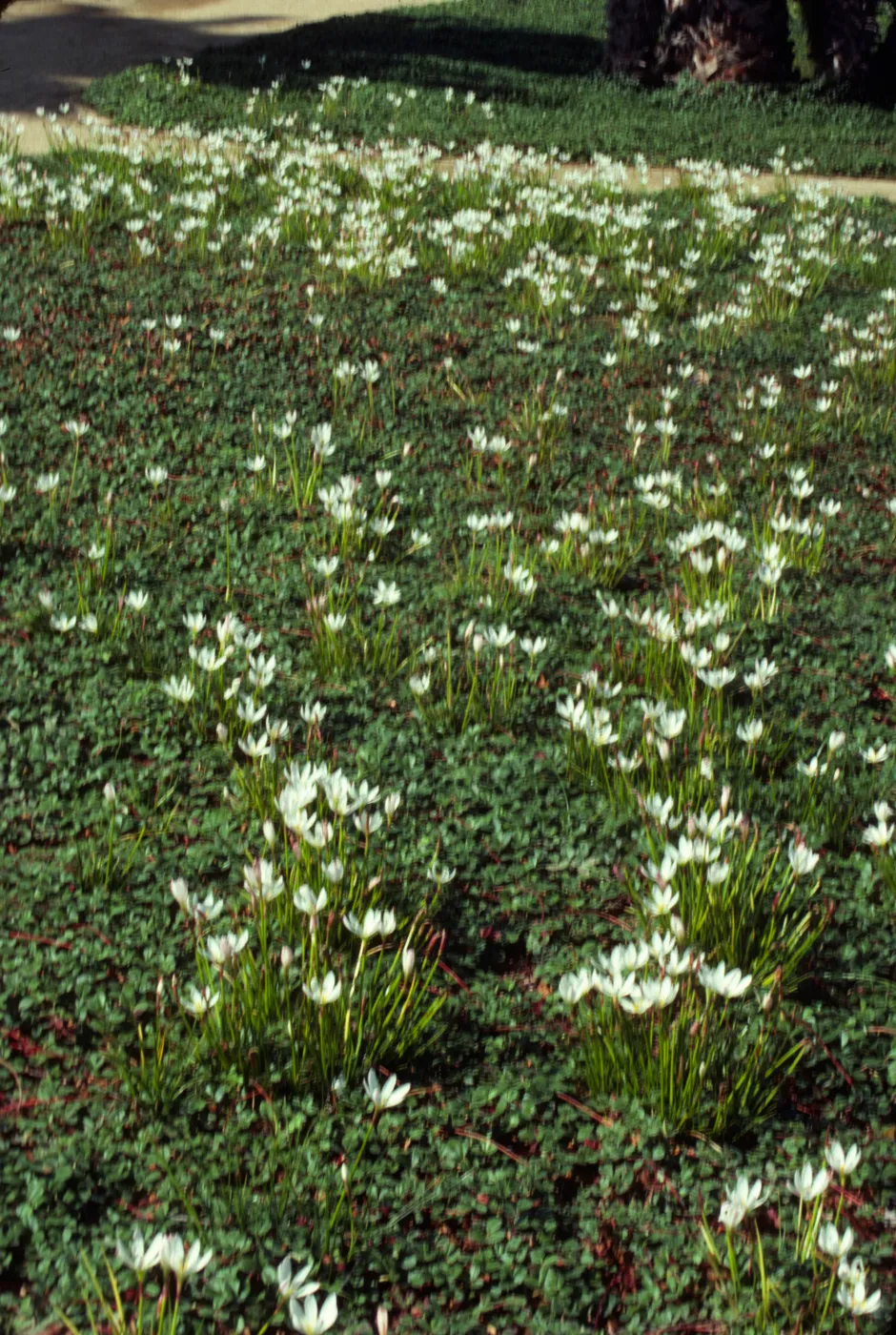 A field of low, dark green grass growing on horizontal, red stems. many narrow-petaled, white flowers grow on tall stems above the grass. 