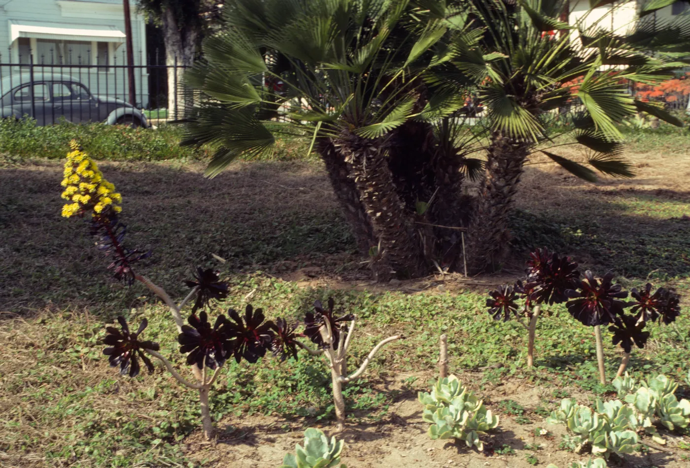 Several small, woodly plants with dark reddish-purple, pinwheel-like whirls of leaves and one large, cone-shaped cluster of yellow flowers grow infront of a multi-trunked, spiky tree with palm-like leaves. 