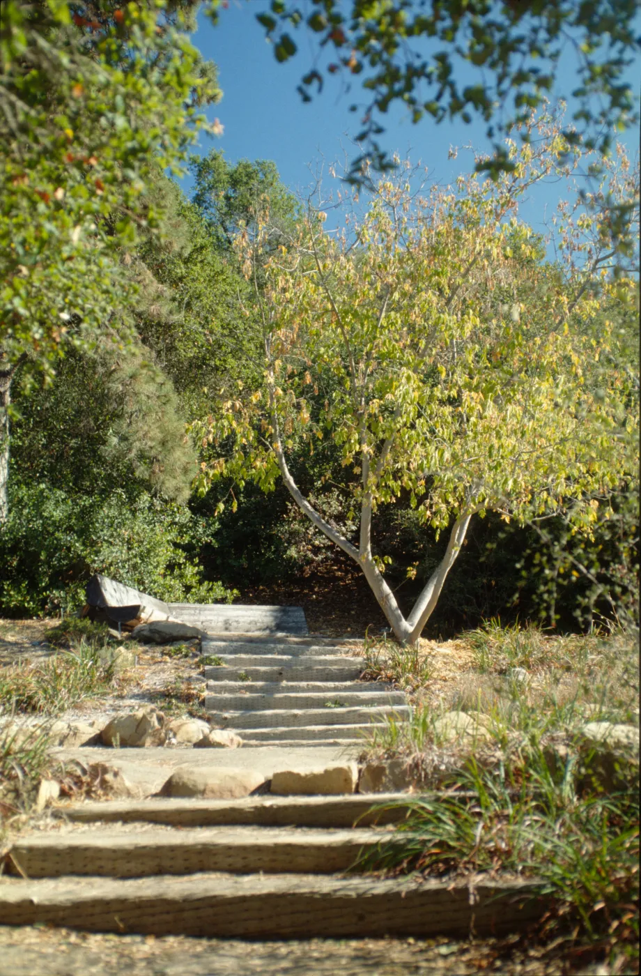 restful corner, wood bench, Meadow View, SBBG