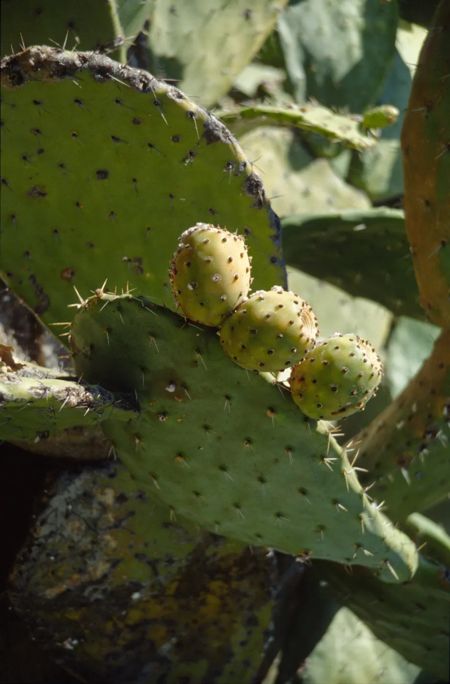 Opuntia (Prickly-pear)