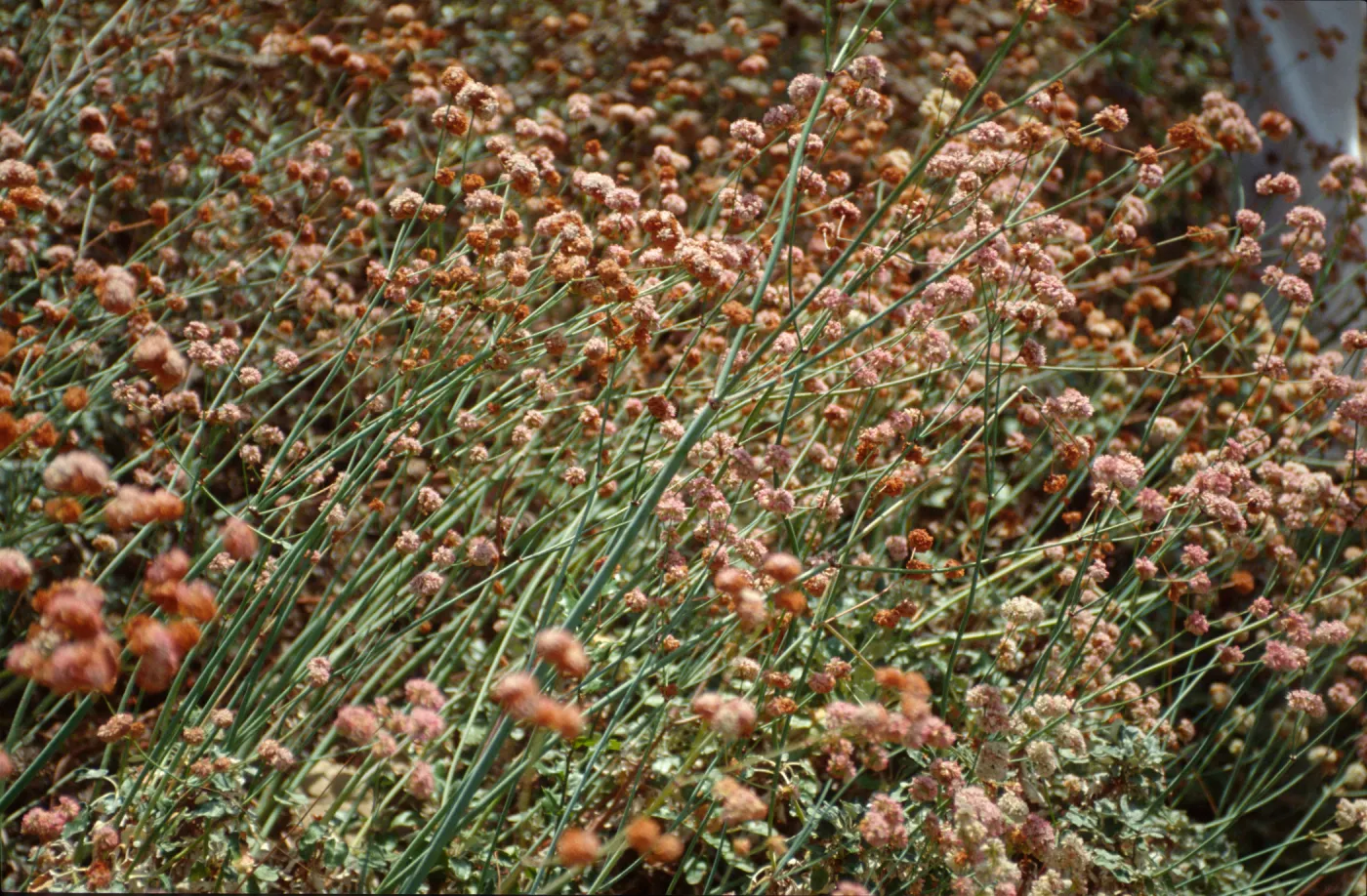 Eriogonum, featured in SBBG 'Blue, Silver, Grey plants Tour'