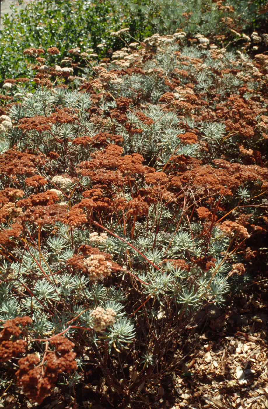 Eriogonum (wild buckwheat) , end of season buckwheat