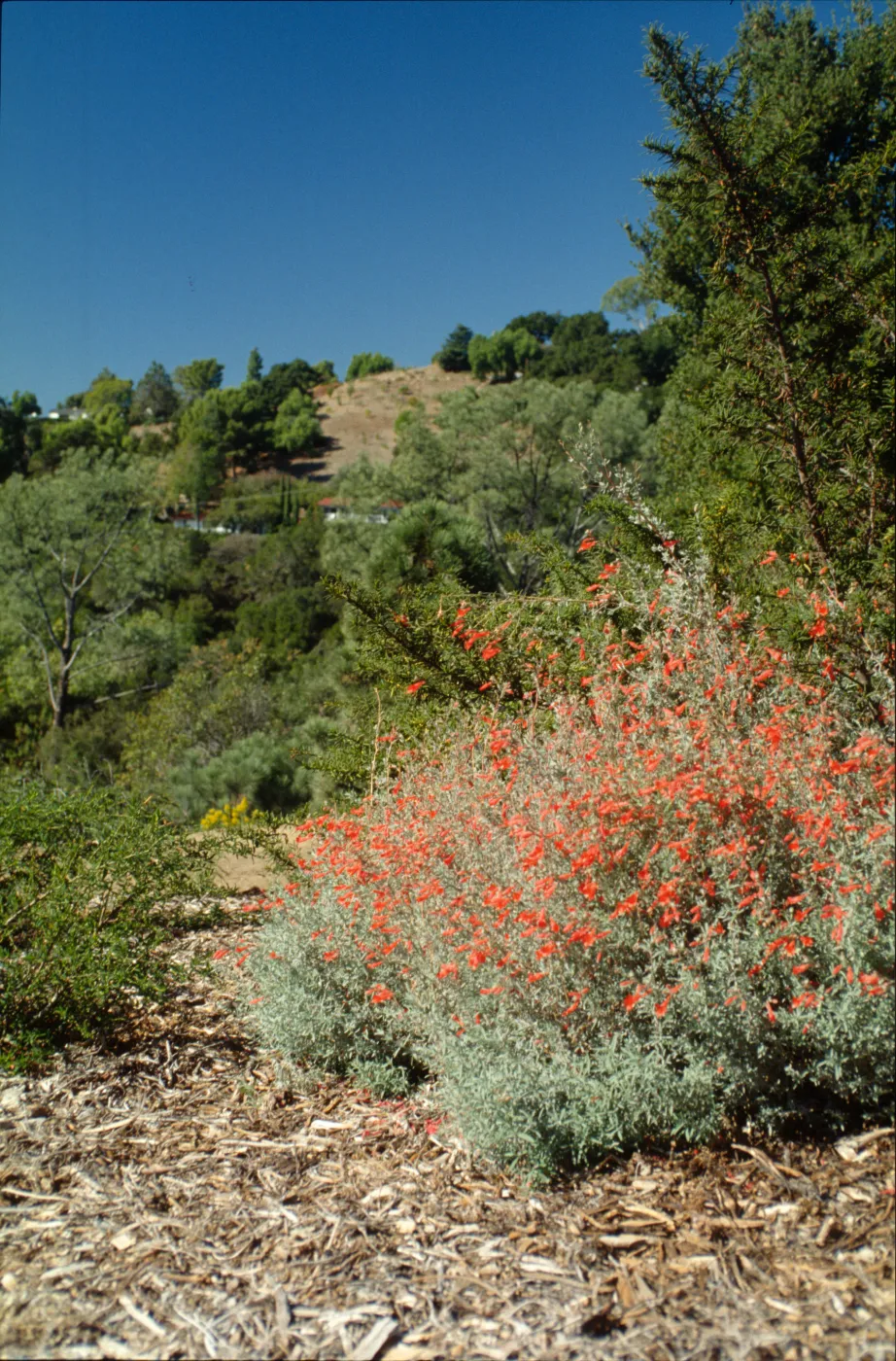 view across Mission Canyon, from Porter Trail