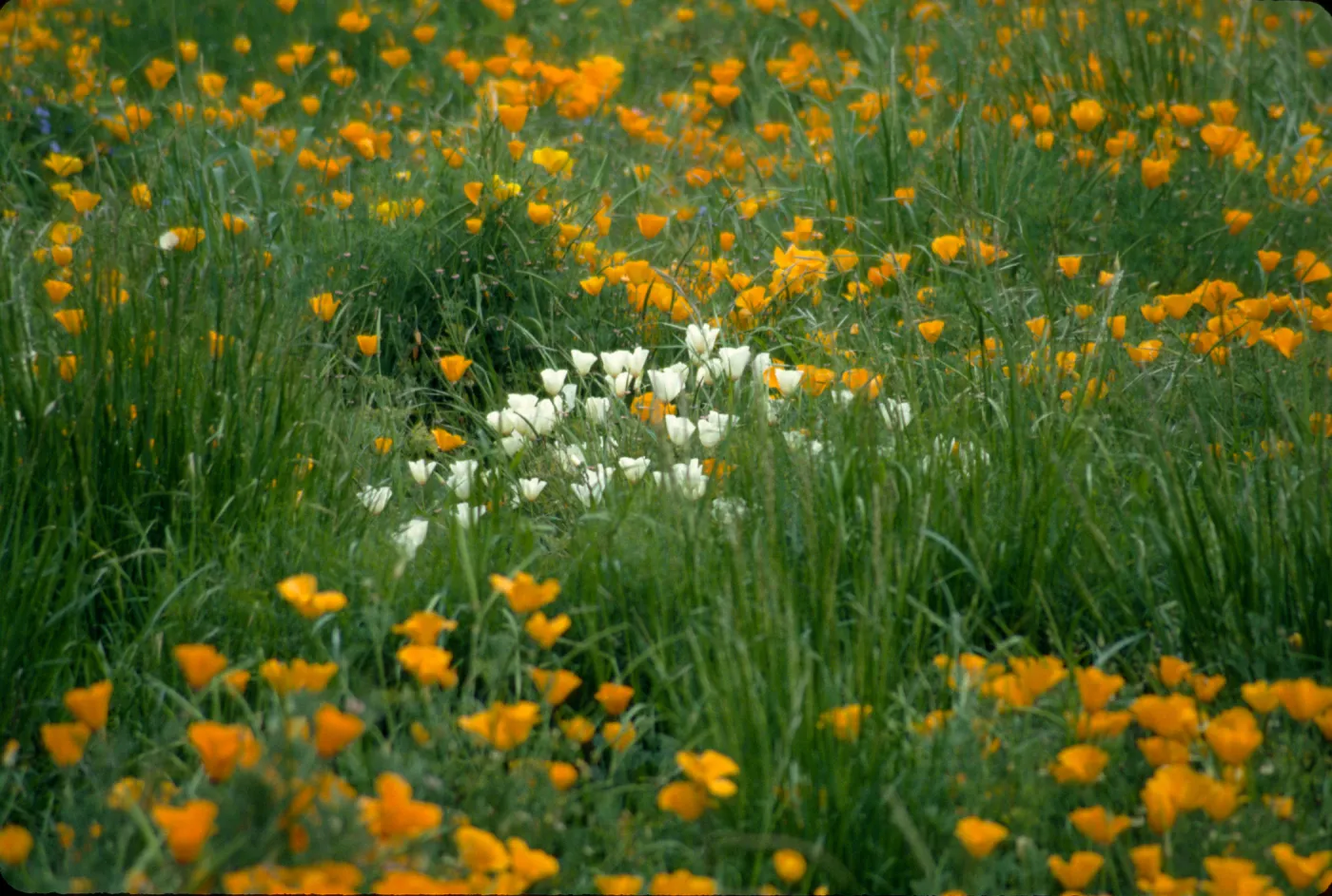 white and orange-flowered Eschscholzia (California Poppy)