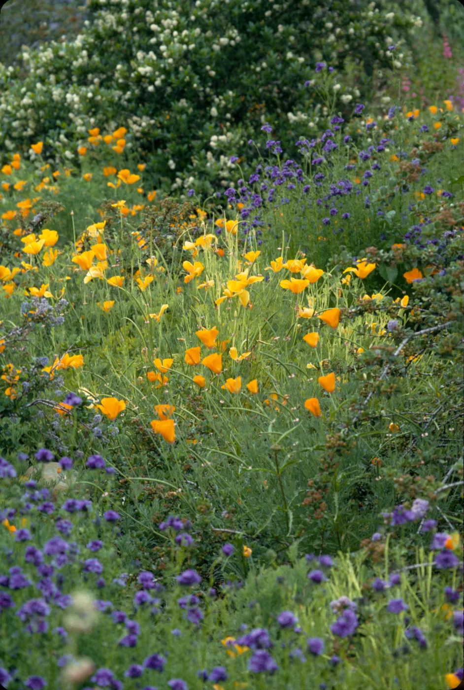Eschscholzia (California Poppy)