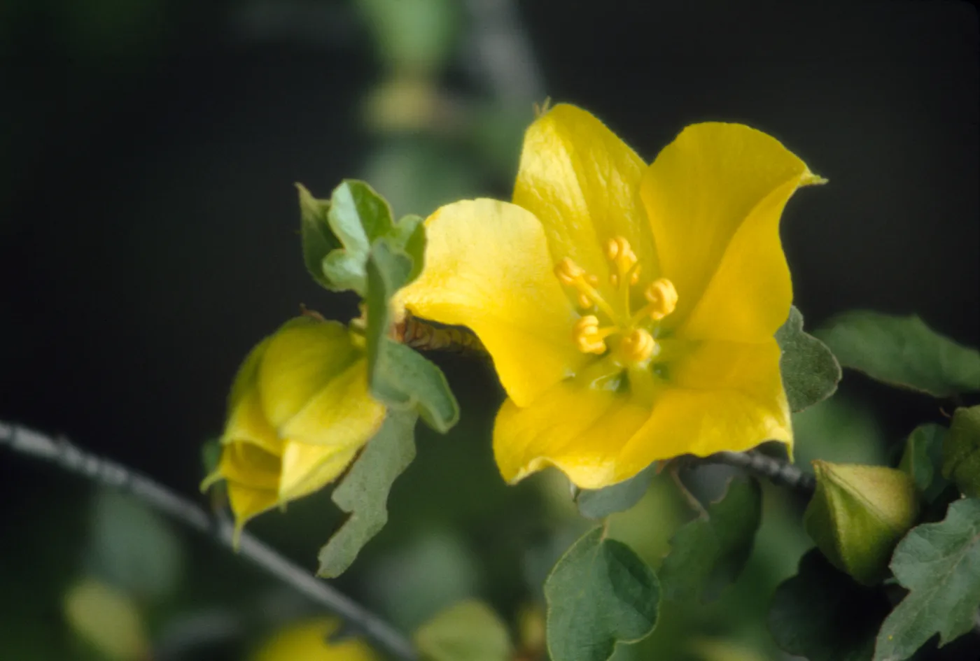 Fremontodendron flower