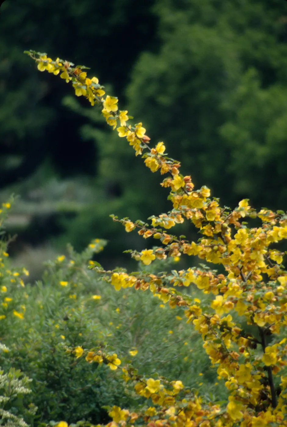 Fremontodendron in bloom