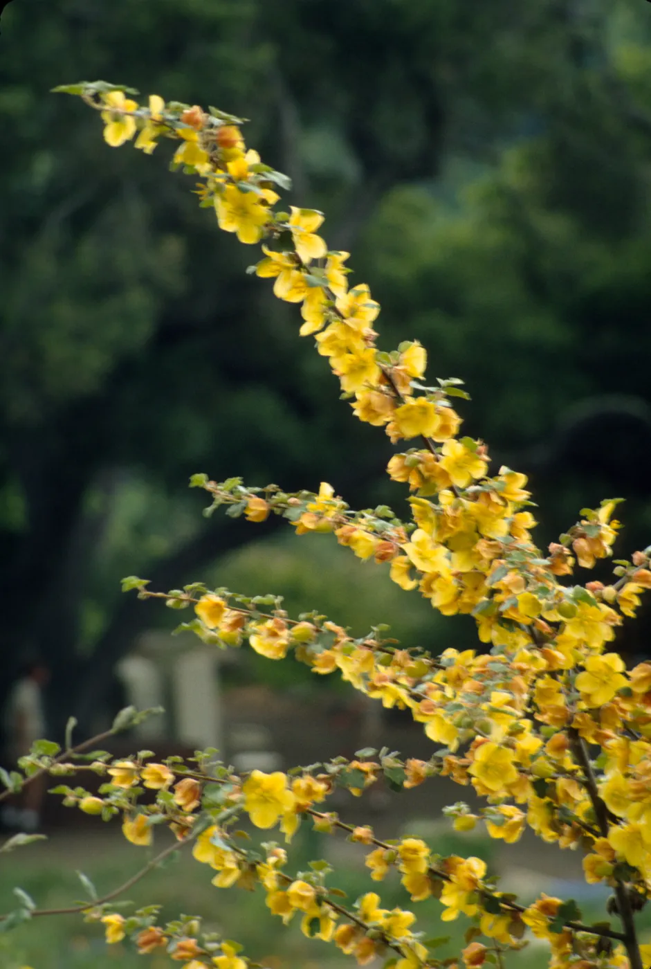 Fremontodendron in bloom
