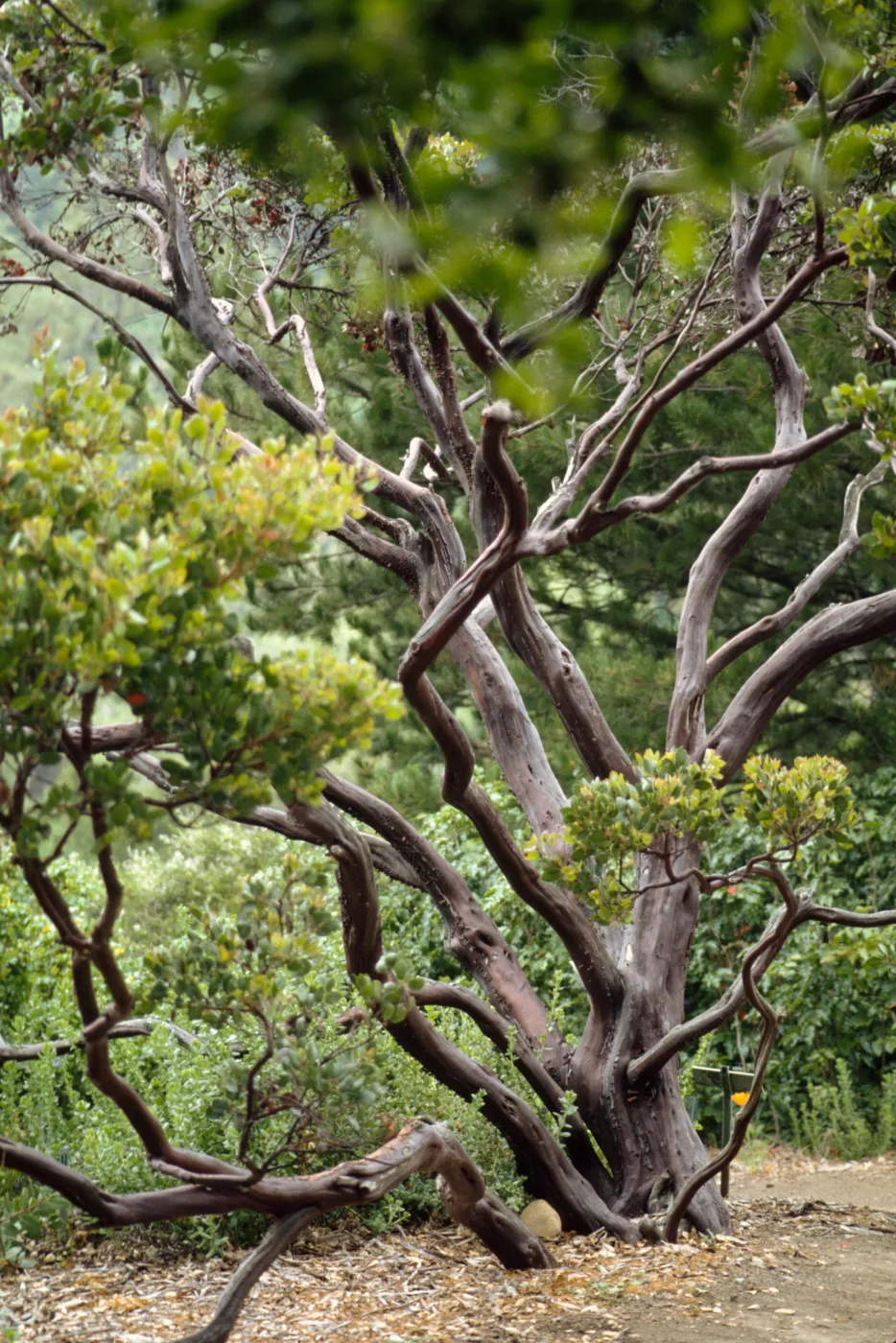 Arctostaphylos (Manzanita)