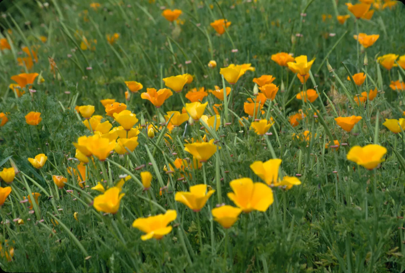 Eschscholzia, field of poppies (California Poppy)