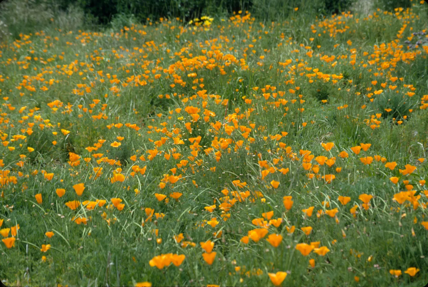 Eschscholzia, field of poppies (California Poppy)