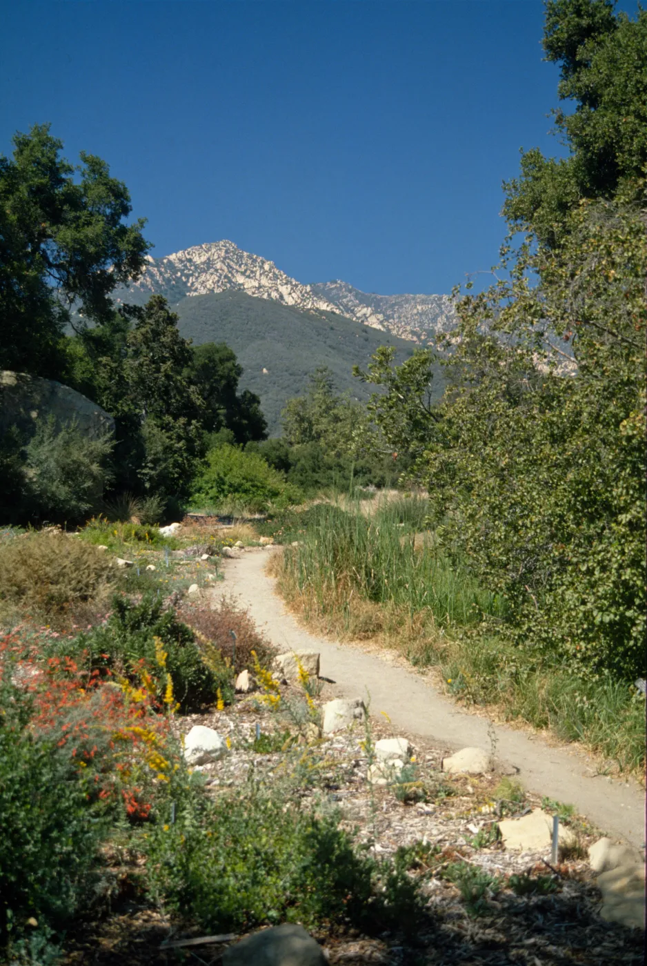 Santa Ynez Mountain view from Meadow