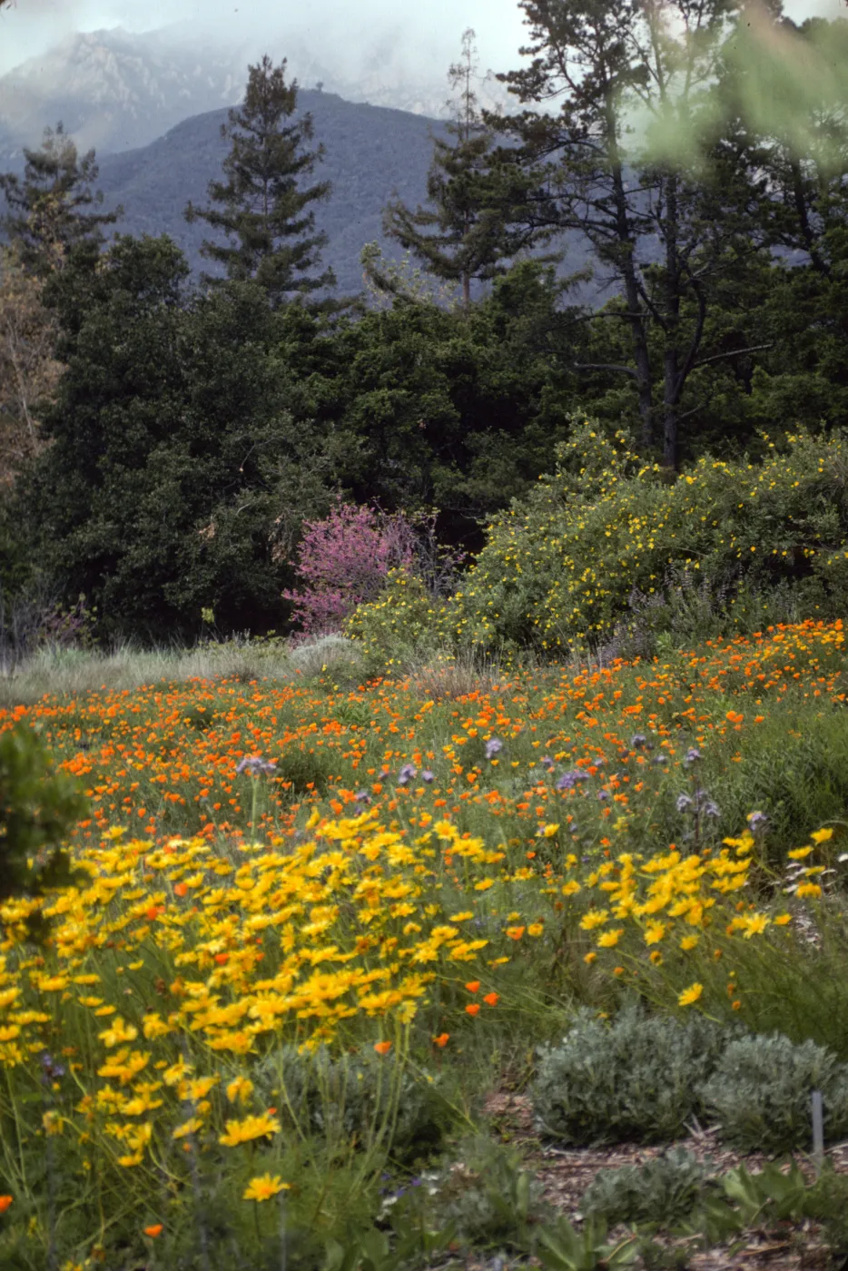 SBBG Meadow
