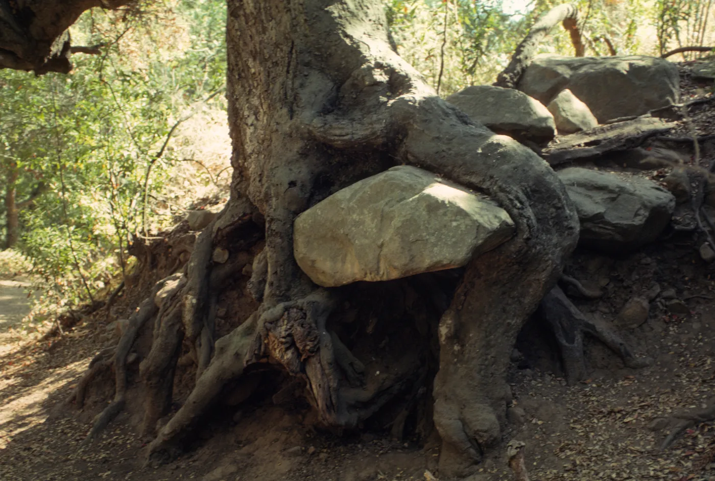 boulder trapped within exposed tree roots, Canyon Trail, SBBG