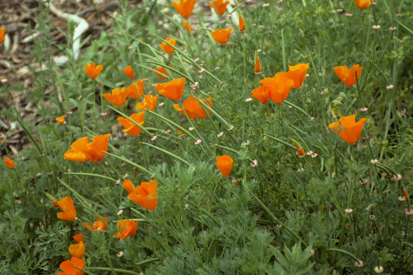 Eschscholzia (California Poppy)